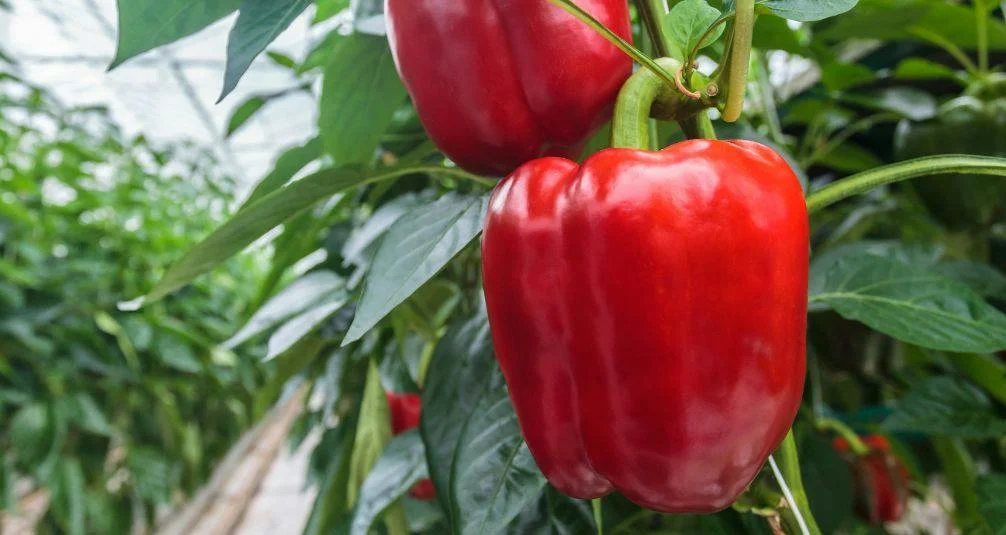 Red peppers growing in greenhouse