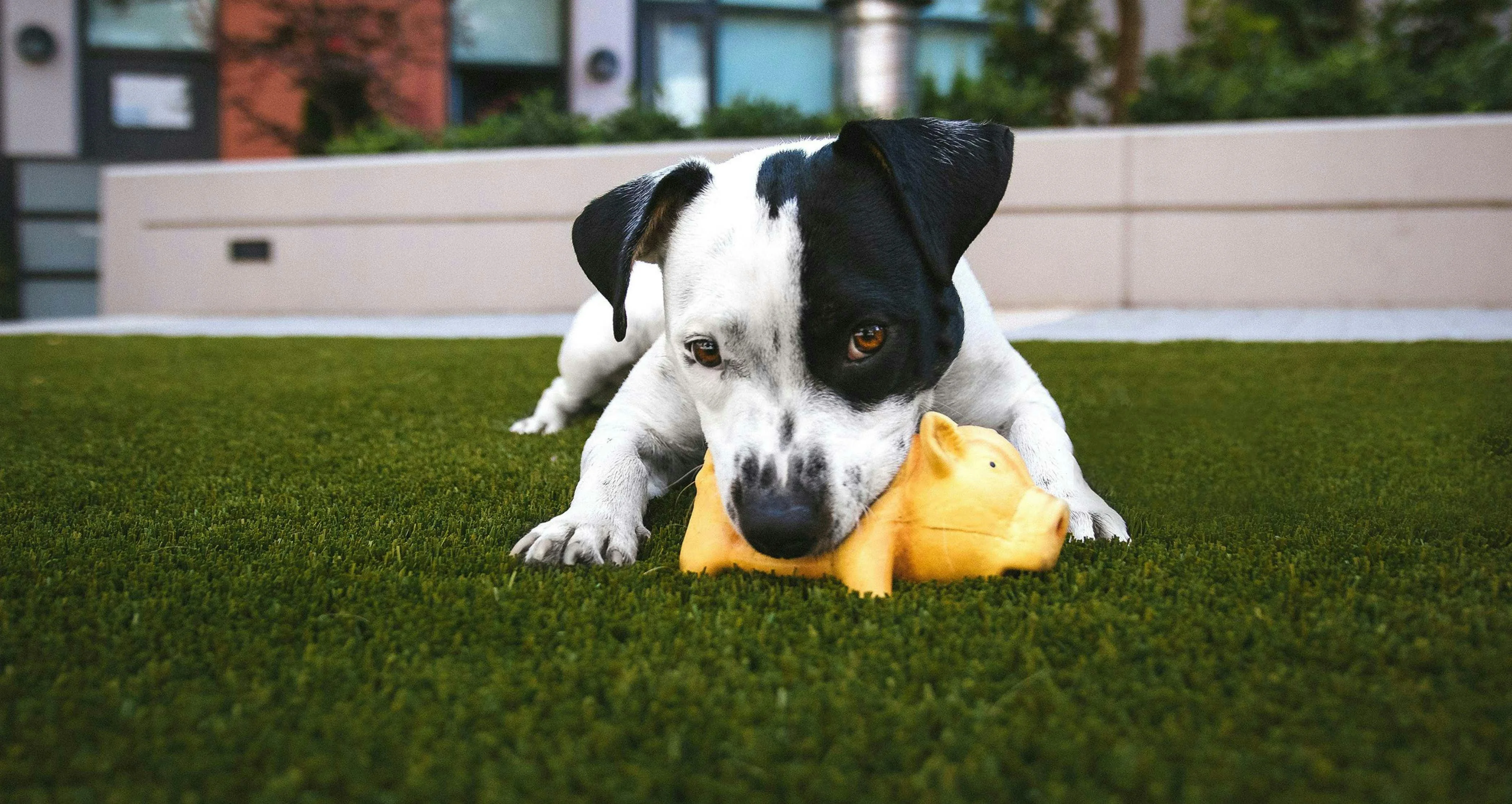 dog and family friendly artificial grass
