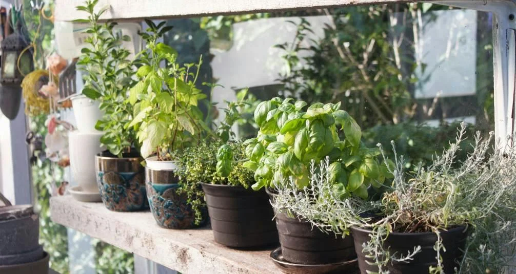 Greenhouses - Extend your Harvest - Herbs