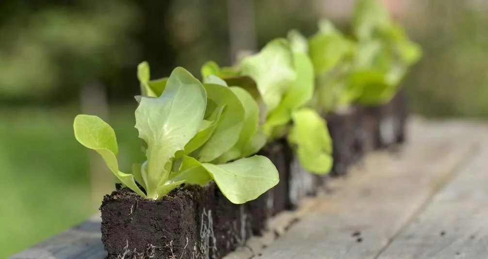 Greenhouses - Extend your Harvest - Lettuce Planting