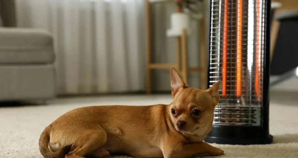 small dog in front of an electric heater