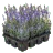 Flower Arrangements