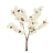 Cherry Blossoms