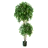 Ficus Trees