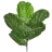 All Foliage