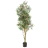 Olive Trees