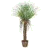 Palm Trees