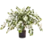 Spring Flowers