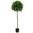 Sweet Bay Trees