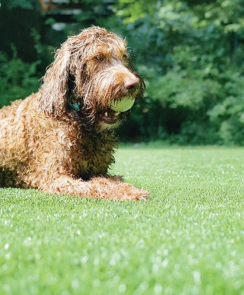 Dog with ball in mouth lying on artificial grass