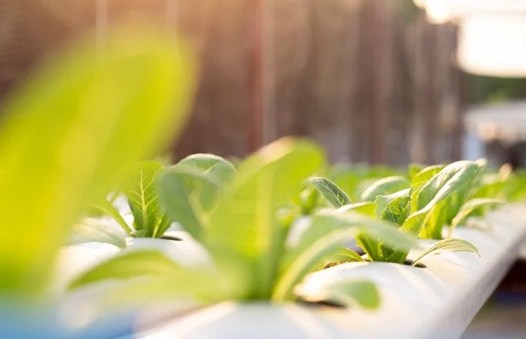 CLose up of seedlings in tube