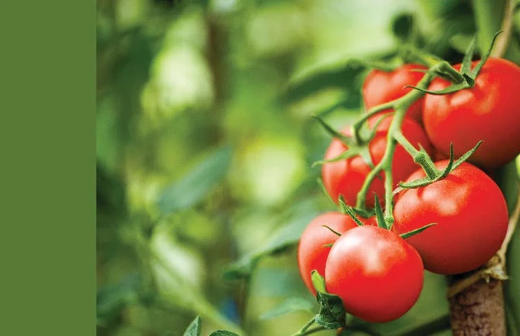 Tomatos growing in greenhouse
